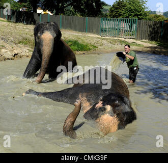 Weibliche asiatische Elefanten Kala und Delhi werden durch ihren Keeper Petr Kiebel in Usti Nad Labem Zoo, Tschechische Republik, am 20. August 2012 gekühlt. (CTK Foto/Libor Zavoral) Stockfoto