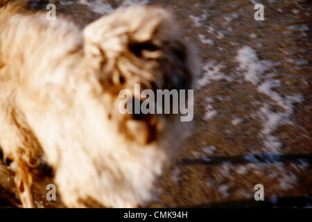 16. Februar 2011 - Sanlucar De Barrameda, CADIZ, Spanien - Bild von einem Tier am Strand. IMAGEN TOMADA A UN ANIMAL EN LA PLAYA (Kredit-Bild: © Elisaveth Buzon-Alverez/ZUMAPRESS.com) Stockfoto