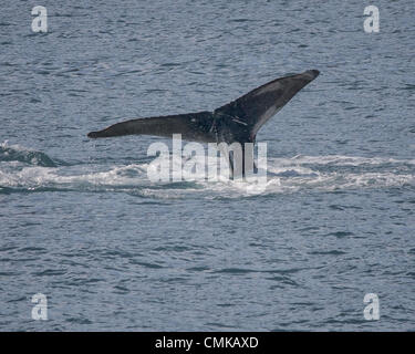 1. Juli 2012 - Alaska, USA - hebt ein Buckelwal (Impressionen Novaeangliae) in der Resurrection Bay im Kenai-Fjords-Nationalpark in Alaska Egel--seine Rute aus dem Wasser--wie es der Tauchgang beginnt. Wale sind durch die Markierungen an der Unterseite der Flosse gekennzeichnet. Vier der sechs. (Kredit-Bild: © Arnold Drapkin/ZUMAPRESS.com) Stockfoto