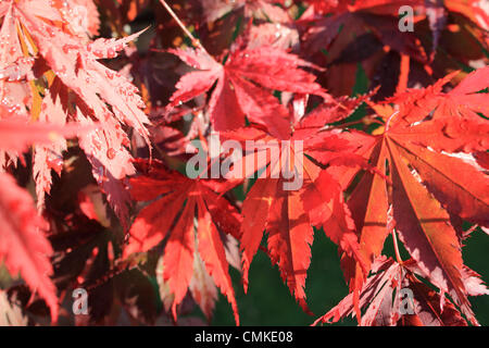 Epsom, Surrey, England, UK. 2. November 2013.  Die Morgensonne scheint durch die roten Blätter von diesem japanischen Ahorn (Acer Palmatum) als Herbst im Süden Großbritanniens ergreift.  Jedoch sind die Temperaturen für die Zeit des Jahres erreichte einen Höchststand von 14 Grad Celsius heute noch sehr mild. Bildnachweis: Jubilee Bilder/Alamy Live-Nachrichten Stockfoto