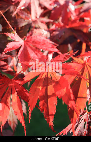 Epsom, Surrey, England, UK. 2. November 2013.  Die Morgensonne scheint durch die roten Blätter von diesem japanischen Ahorn (Acer Palmatum) als Herbst im Süden Großbritanniens ergreift.  Jedoch sind die Temperaturen für die Zeit des Jahres erreichte einen Höchststand von 14 Grad Celsius heute noch sehr mild. Bildnachweis: Jubilee Bilder/Alamy Live-Nachrichten Stockfoto