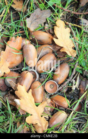 Epsom, Surrey, England, UK. 2. November 2013.  Eicheln sind in Hülle und Fülle im Herbst ergreift im Süden Großbritanniens.  Eine Rekordernte von Früchten wurde im Herbst dieses Jahres aufgrund dieser Jahre Wetter schaffen ideale Bedingungen für ihr Wachstum gesehen. Die Temperaturen sind auch für die Zeit des Jahres erreichte einen Höchststand von 14 Grad Celsius heute sehr mild. Bildnachweis: Jubilee Bilder/Alamy Live-Nachrichten Stockfoto