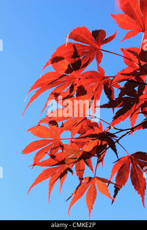 Epsom, Surrey, England, UK. 2. November 2013.  Die Morgensonne scheint durch die roten Blätter von diesem japanischen Ahorn (Acer Palmatum) als Herbst im Süden Großbritanniens ergreift.  Jedoch sind die Temperaturen für die Zeit des Jahres erreichte einen Höchststand von 14 Grad Celsius heute noch sehr mild. Bildnachweis: Jubilee Bilder/Alamy Live-Nachrichten Stockfoto