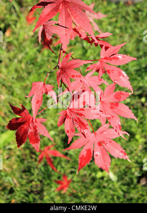 Epsom, Surrey, England, UK. 2. November 2013.  Die Morgensonne scheint auf die roten Blätter von diesem japanischen Ahorn (Acer Palmatum) als Herbst im Süden Großbritanniens ergreift.  Jedoch sind die Temperaturen für die Zeit des Jahres erreichte einen Höchststand von 14 Grad Celsius heute noch sehr mild. Bildnachweis: Jubilee Bilder/Alamy Live-Nachrichten Stockfoto