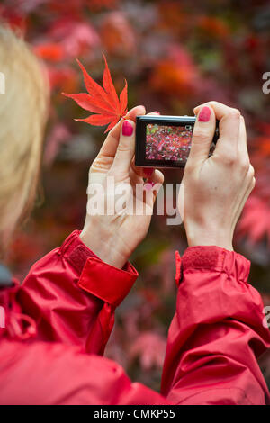 Herbstfärbung im Westonbirt Arboretum, Gloucestershire (2. November 2013).  -Eine Dame fotografiert einen japanischen Ahorn. Bildnachweis: Adrian Sherratt/Alamy Live-Nachrichten Stockfoto