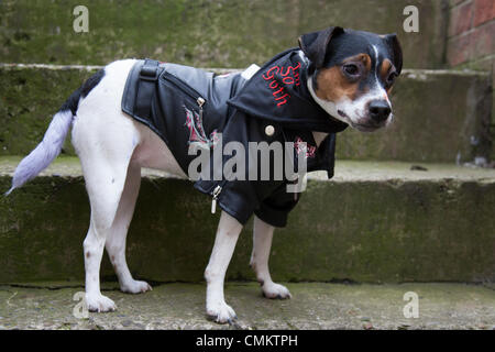 Tiere in der Kleidung in Whitby, Yorkshire, Großbritannien, 2. Oktober, 2013. Ich bin "Einfach so Goth' Hund auf der größten Goth & der britischen Alternative Wochenende. Whitby. Goten, Romantiker und makabren Fans über die Mauren für die Whitby Goth Wochenende, der ihre geistige Heimat geworden waren. Wie Goten, es gibt Punks, Steampunks, Emos, Biker, Metaller und allerlei seltsame und wunderbare Zeichen, die Halloween Special von Jo Hampshire wurde im Jahr 1994 gegründet, dieses zweimal jährlich stattfindenden Veranstaltung nun im Frühjahr und Spätherbst. Credit: Mar Photographics/Alamy leben Nachrichten Stockfoto