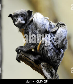 Usti Nad Labem, Tschechische Republik. 4. November 2013. Zwei Nachkommen rot-chested Mustached Tamarin (Saguinus Labiatus) sitzen auf der Rückseite der ein ausgewachsenes Tier im Zoo Usti Nad Labem, Tschechische Republik, am 4. November 2013. Bildnachweis: CTK Foto/Libor Zavoral/Alamy Live News Stockfoto