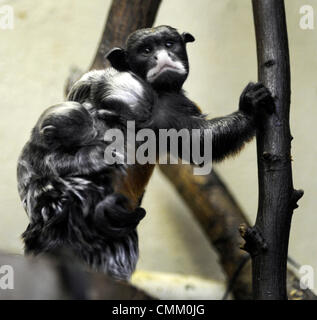 Usti Nad Labem, Tschechische Republik. 4. November 2013. Zwei Nachkommen rot-chested Mustached Tamarin (Saguinus Labiatus) sitzen auf der Rückseite der ein ausgewachsenes Tier im Zoo Usti Nad Labem, Tschechische Republik, am 4. November 2013. Bildnachweis: CTK Foto/Libor Zavoral/Alamy Live News Stockfoto