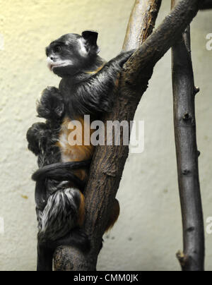 Usti Nad Labem, Tschechische Republik. 4. November 2013. Zwei Nachkommen rot-chested Mustached Tamarin (Saguinus Labiatus) sitzen auf der Rückseite der ein ausgewachsenes Tier im Zoo Usti Nad Labem, Tschechische Republik, am 4. November 2013. Bildnachweis: CTK Foto/Libor Zavoral/Alamy Live News Stockfoto