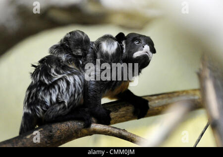 Usti Nad Labem, Tschechische Republik. 4. November 2013. Zwei Nachkommen rot-chested Mustached Tamarin (Saguinus Labiatus) sitzen auf der Rückseite der ein ausgewachsenes Tier im Zoo Usti Nad Labem, Tschechische Republik, am 4. November 2013. Bildnachweis: CTK Foto/Libor Zavoral/Alamy Live News Stockfoto