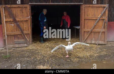 Gänse sind bei Bynov Farm, in der Nähe von Nove Hrady, Region von Ceske Budejovice, Tschechische Republik am 4. November 2013 sortiert. Männliche Gänse werden für die traditionelle Mahlzeiten am Tag des Heiligen Martin geschlachtet werden. (Foto/David Veis CTK) Stockfoto