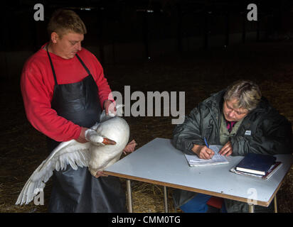 Gänse sind bei Bynov Farm, in der Nähe von Nove Hrady, Region von Ceske Budejovice, Tschechische Republik am 4. November 2013 sortiert. Männliche Gänse werden für die traditionelle Mahlzeiten am Tag des Heiligen Martin geschlachtet werden. (Foto/David Veis CTK) Stockfoto