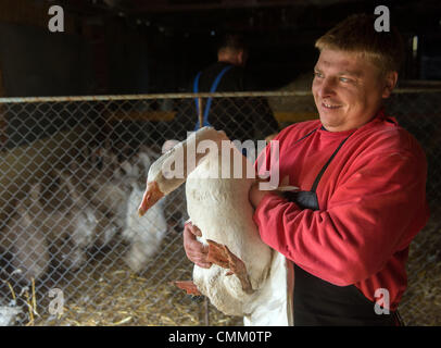 Gänse sind bei Bynov Farm, in der Nähe von Nove Hrady, Region von Ceske Budejovice, Tschechische Republik am 4. November 2013 sortiert. Männliche Gänse werden für die traditionelle Mahlzeiten am Tag des Heiligen Martin geschlachtet werden. (Foto/David Veis CTK) Stockfoto