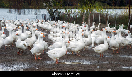 Gänse sind bei Bynov Farm, in der Nähe von Nove Hrady, Region von Ceske Budejovice, Tschechische Republik am 4. November 2013 sortiert. Männliche Gänse werden für die traditionelle Mahlzeiten am Tag des Heiligen Martin geschlachtet werden. (Foto/David Veis CTK) Stockfoto