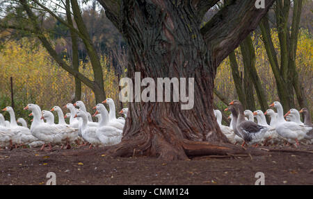 Gänse sind bei Bynov Farm, in der Nähe von Nove Hrady, Region von Ceske Budejovice, Tschechische Republik am 4. November 2013 sortiert. Männliche Gänse werden für die traditionelle Mahlzeiten am Tag des Heiligen Martin geschlachtet werden. (Foto/David Veis CTK) Stockfoto