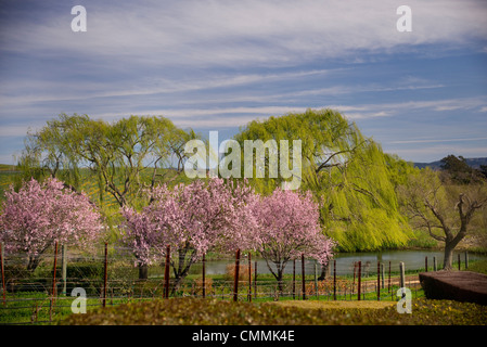 California Blüten; Kalifornien; Kirschblüte; Japanische Kirschblüte; Weingut Domaine carneros Stockfoto