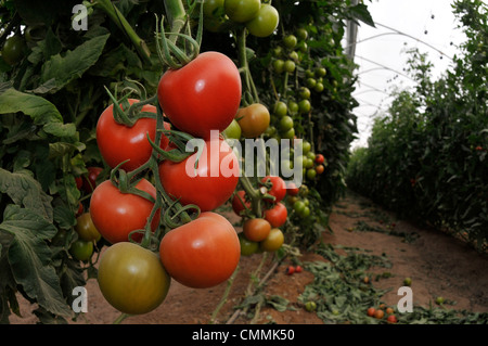 Ernte von Bio-Tomaten in der israelischen Negev-Wüste. Stockfoto