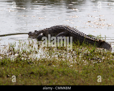 Indische Straßenräuber, Sumpf-Krokodil, Yala Stockfoto