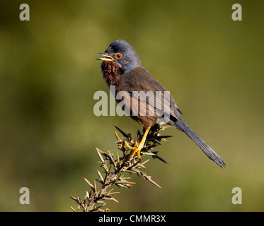 Dartford Warbler auf einem Ginster Busch singen Stockfoto