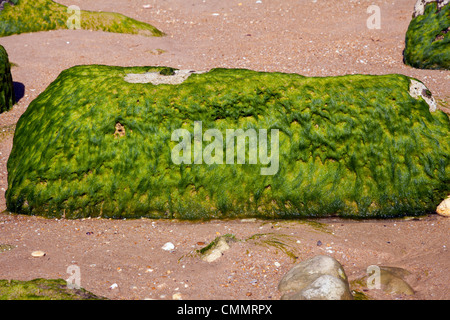 Felsen im Meer Vegetation bedeckt Stockfoto