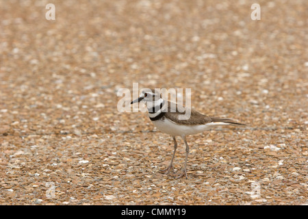 Killdeer Stockfoto