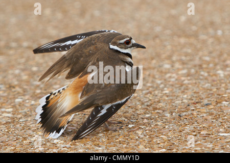 Anzeigen von gebrochenen Flügel Killdeer handeln Stockfoto