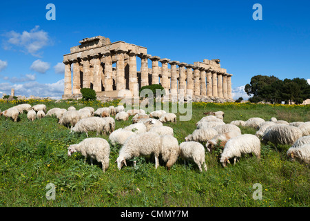 Selinus griechischen Tempel mit Herde von Schafen, Selinunte, Sizilien, Italien, Europa Stockfoto