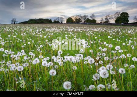 Bereich der Löwenzahn Seedheads in der Nähe von Stow auf die würde, Gloucestershire, Cotswolds, England, Vereinigtes Königreich, Europa Stockfoto