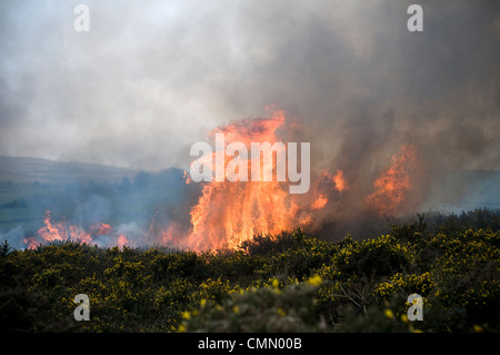 Kontrollierte oder vorgeschriebenen brennen, auch bekannt als Gefahr Verringerung brennen oder Swailing auf Dartmoor, Devon, Ginster, Bracken, swaling Stockfoto