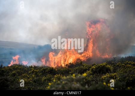 Kontrollierte oder vorgeschriebenen brennen, auch bekannt als Gefahr Verringerung brennen oder Swailing auf Dartmoor, Devon, Ginster, Bracken, swaling Stockfoto