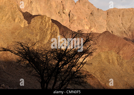 Akazie Baum und Granit Berge in der Wüste Negev Israels, Stockfoto