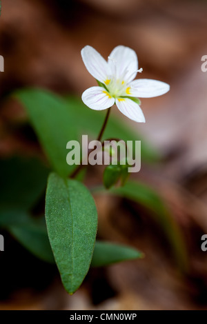 Die Feder die Schönheit ist vergänglich Wildflower, d. h. es ist eine früh blühende Pflanze, während Licht kann den Boden erreichen, bevor die Blätter im vollen Wachstum, zu welchem Zeitpunkt sie stirbt zurück zu ihre unterirdischen Teile sind. Es ist ein sehr kleines Wildflower, mit Blüten nur 1/2 Zoll oder so im Durchmesser. Sie bilden Kolonien, die den Waldboden in großen Flecken Decke. Dieses Bild wurde am Sosebee Cove aus Wolfpen Gap Road im Norden von Georgia. Die Nordseite Cove ist eine Fundgrube von Wildblumen im Frühling. Stockfoto