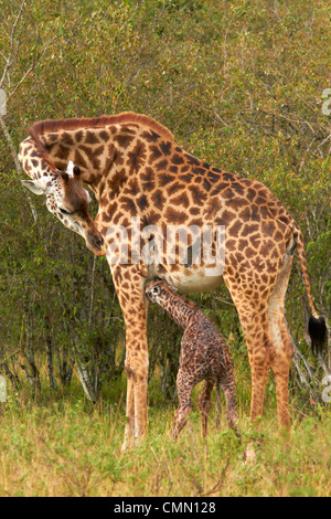 Neu geboren Masai Giraffe mit Mutter Stockfoto