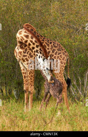 Neu geboren Masai Giraffe mit Mutter Stockfoto