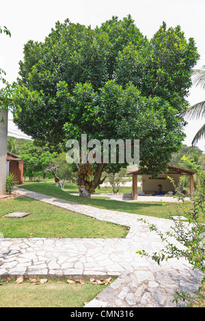 Jackfruit Baum, Artocarpus Heterophyllus, Artocarpus Brasiliensis, Camaratuba, Paraiba, Brazi, Brasil Stockfoto