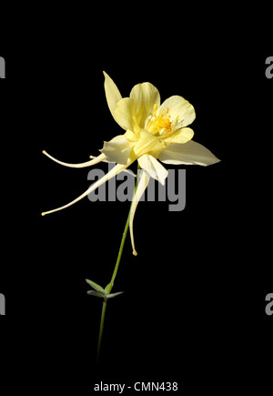 Eine gelbe Akelei auf schwarzem Hintergrund isoliert; Butterblume, Aquilegia Flavescens. Charles Lupica Stockfoto