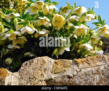 Helleborus (manchmal bekannt als Weihnachts- oder Fastenzeit Rose) sind mehrjährige Gartenpflanzen mit eleganten Blumen Stockfoto