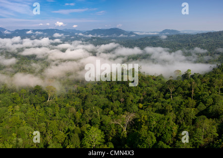 Niedrige Wolken hängen über Dipterocarp Tieflandregenwald. Danum Valley, Sabah, Borneo. Stockfoto