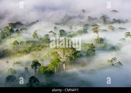 Nebel und niedrige Wolken hängen über Dipterocarp Tieflandregenwald, kurz nach Sonnenaufgang. Herzen der Danum Valley, Sabah, Borneo. Stockfoto
