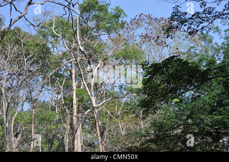 Tropical Teak-Bäume Stockfoto