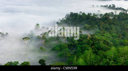 Nebel und niedrige Wolken hängen über Dipterocarp Tieflandregenwald mit emergent Menggaris Baum sichtbar. Danum Valley, Sabah, Borneo Stockfoto