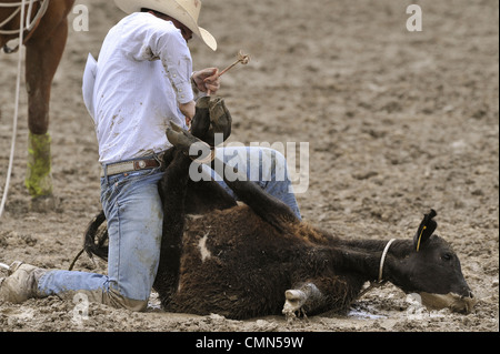 USA, Salmon, Idaho, Tie-Down Abseilen, Highschool-Rodeo Stockfoto