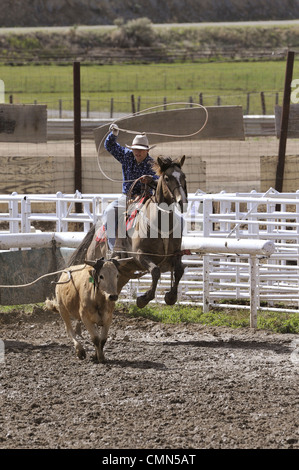 USA, Salmon, Idaho, Tie-Down Abseilen, Highschool-Rodeo Stockfoto