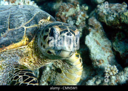 Echte Karettschildkröte in Marsa Shagra im Roten Meer Stockfoto