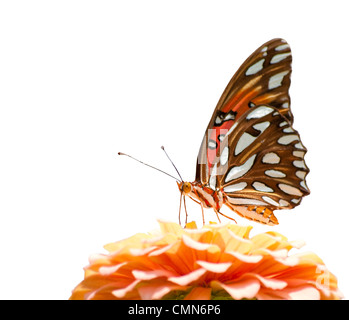 Gulf Fritillary Butterfly Fütterung auf eine blasse rosa Blume auf weißem Hintergrund Stockfoto