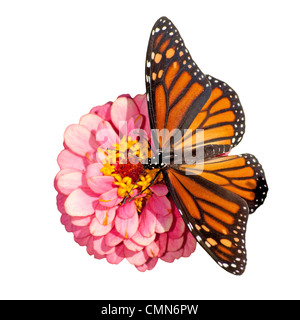 Dorsale Ansicht eine weibliche Monarchfalter Danaus Plexippus, Fütterung auf eine rosa Blume; isoliert auf weißem Hintergrund Stockfoto