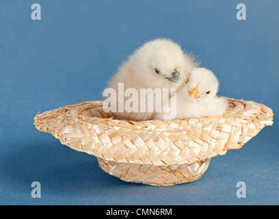 Zwei entzückende flauschige Ostern Küken kuschelte sich in einen kleinen Strohhut auf blauem Hintergrund Stockfoto
