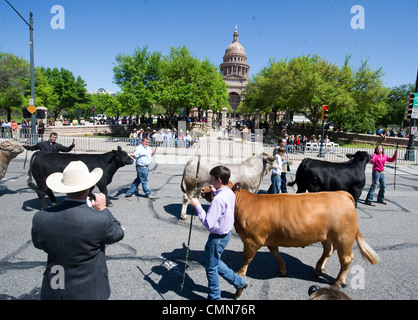 Jugend parade ihren Champion Steuern im Texas Capitol in Endrunde Grand Champion bei den Star Texas Rodeo, Austin TX Stockfoto