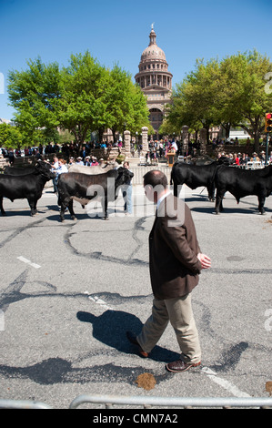 Jugend parade ihren Champion Steuern im Texas Capitol in Endrunde Grand Champion bei den Star Texas Rodeo, Austin TX Stockfoto