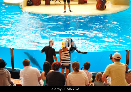 Die Seelöwen zeigen im Loro Parque, Teneriffa, Spanien Stockfoto